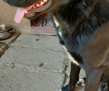 Psia karanténa / Našiel sa čierny psík