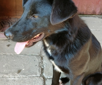Psia karanténa / Našiel sa čierny psík