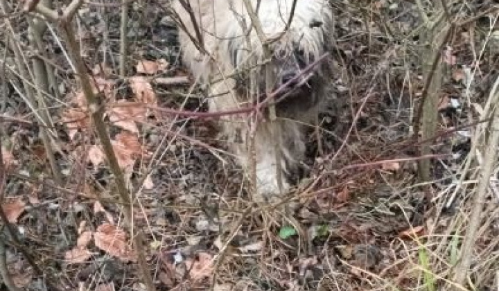 1. fotografia fotogalérie Psia karanténa / Našiel sa biely psík s obojkom 