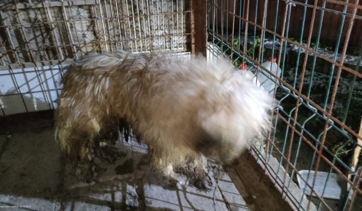 2. fotografia fotogalérie Psia karanténa / Našiel sa biely psík s obojkom 