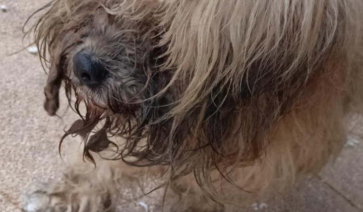 3. fotografia fotogalérie Psia karanténa / Našiel sa biely psík s obojkom 
