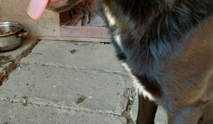 1. fotografia fotogalérie Psia karanténa / Našiel sa čierny psík