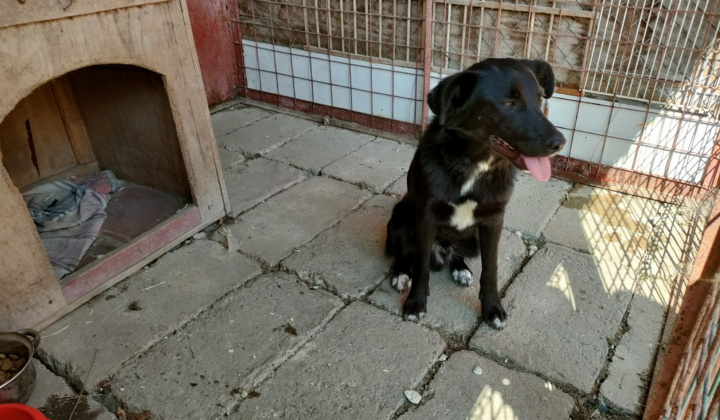 2. fotografia fotogalérie Psia karanténa / Našiel sa čierny psík