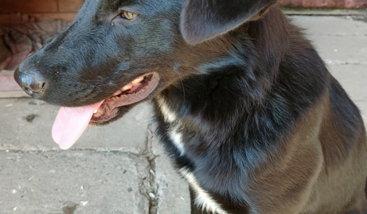 3. fotografia fotogalérie Psia karanténa / Našiel sa čierny psík