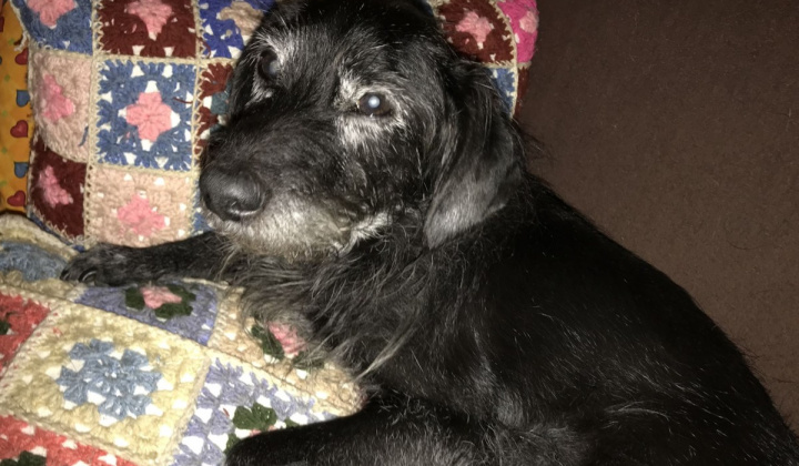 1. fotografia fotogalérie Psia karanténa / Stratil veľmi starý psík