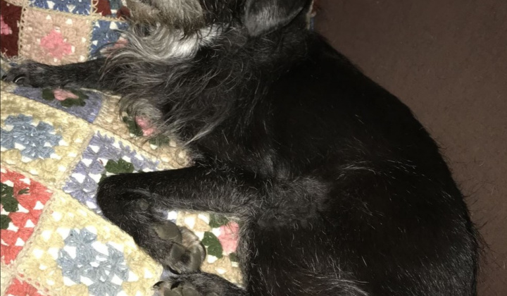 2. fotografia fotogalérie Psia karanténa / Stratil veľmi starý psík