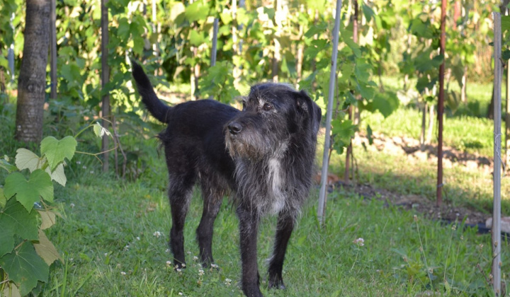 3. fotografia fotogalérie Psia karanténa / Stratil veľmi starý psík
