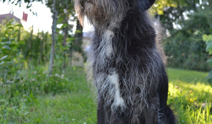 4. fotografia fotogalérie Psia karanténa / Stratil veľmi starý psík