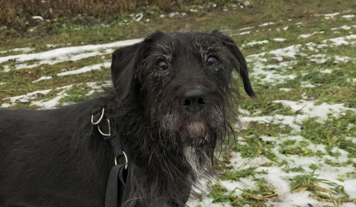 5. fotografia fotogalérie Psia karanténa / Stratil veľmi starý psík