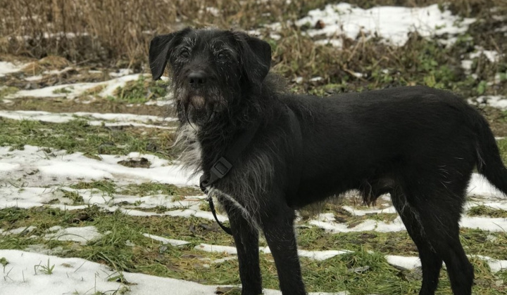 6. fotografia fotogalérie Psia karanténa / Stratil veľmi starý psík