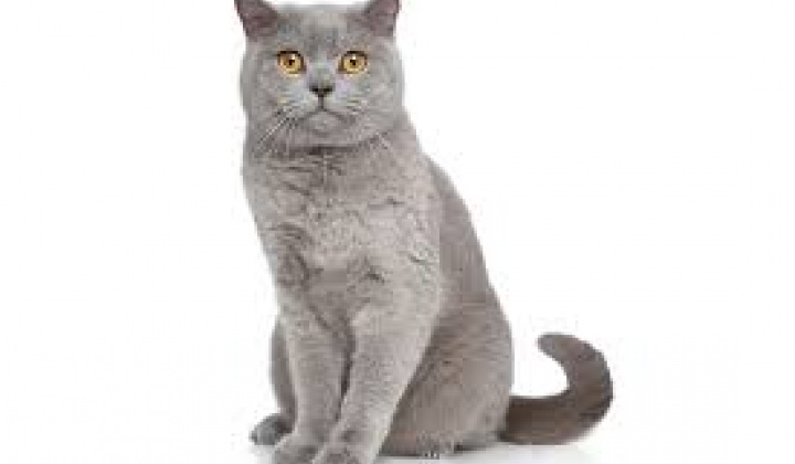 1. fotografia fotogalérie Psia karanténa / Hľadá sa stratený kocúr „Britská modrá“