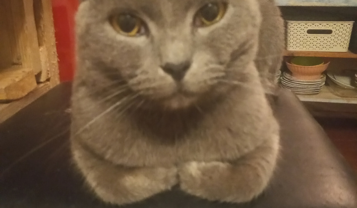 2. fotografia fotogalérie Psia karanténa / Hľadá sa stratený kocúr „Britská modrá“