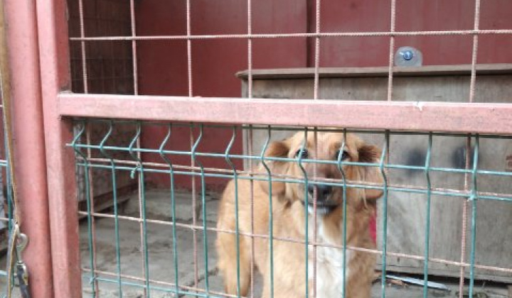 1. fotografia fotogalérie Psia karanténa /  Našiel sa psík