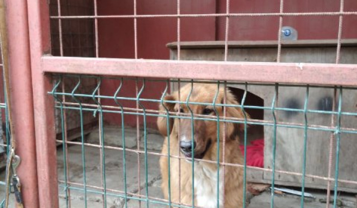 2. fotografia fotogalérie Psia karanténa /  Našiel sa psík