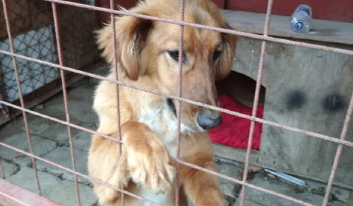 4. fotografia fotogalérie Psia karanténa /  Našiel sa psík