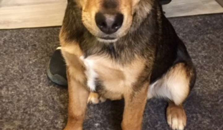 1. fotografia fotogalérie Psia karanténa / Našiel sa psík