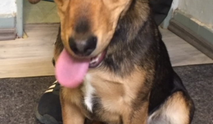 2. fotografia fotogalérie Psia karanténa / Našiel sa psík