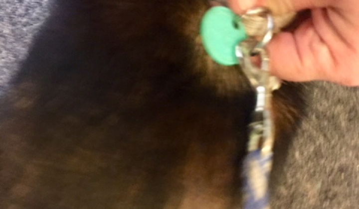 3. fotografia fotogalérie Psia karanténa / Našiel sa psík