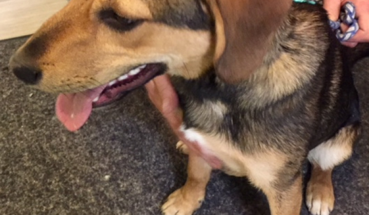 4. fotografia fotogalérie Psia karanténa / Našiel sa psík