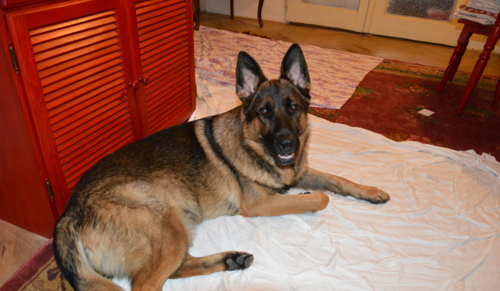 1. fotografia fotogalérie Psia karanténa / Stratený vlčiak Hery