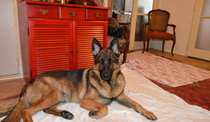 2. fotografia fotogalérie Psia karanténa / Stratený vlčiak Hery