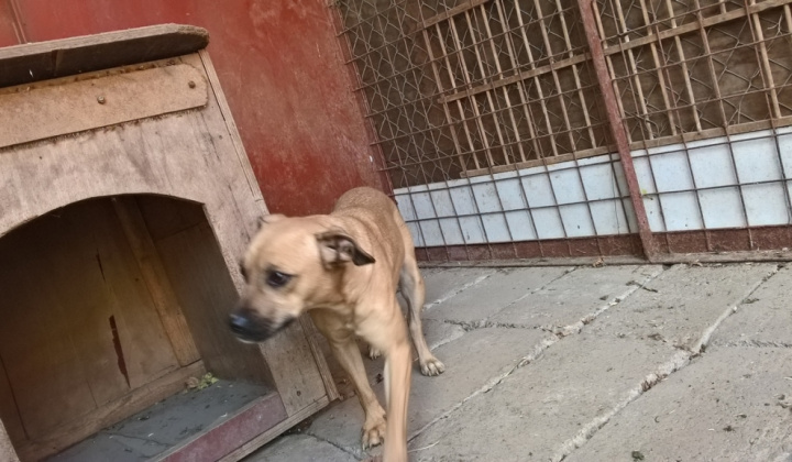 1. fotografia fotogalérie Psia karanténa / Stratený pri vápenke