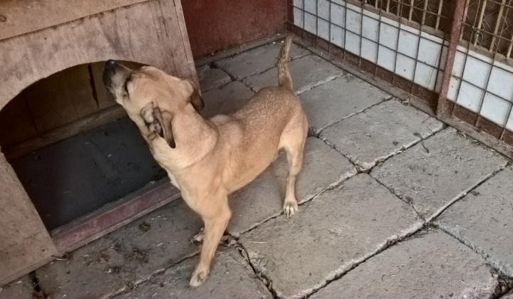 2. fotografia fotogalérie Psia karanténa / Stratený pri vápenke