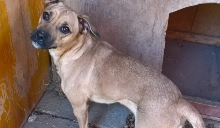 3. fotografia fotogalérie Psia karanténa / Stratený pri vápenke