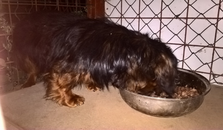 1. fotografia fotogalérie Psia karanténa / Doniesli nám jarvečíka