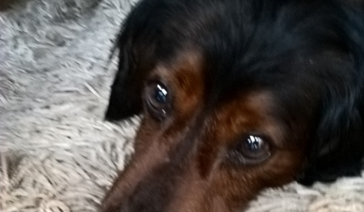 2. fotografia fotogalérie Psia karanténa / Doniesli nám jarvečíka