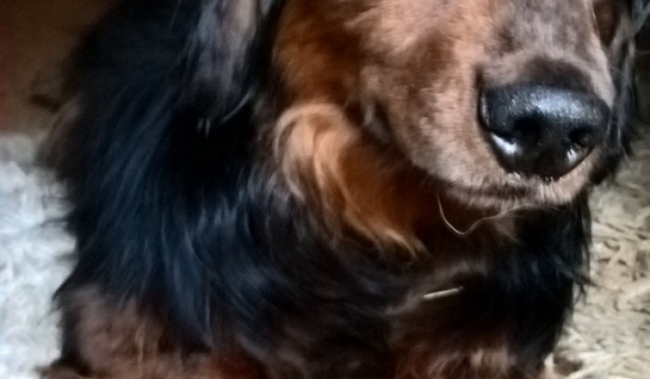 3. fotografia fotogalérie Psia karanténa / Doniesli nám jarvečíka