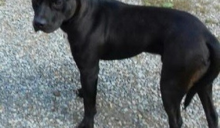 1. fotografia fotogalérie Psia karanténa / Našlo sa čierne šteňa