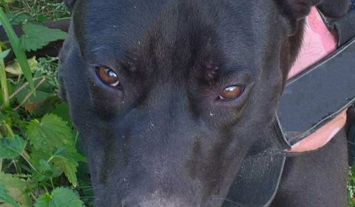 2. fotografia fotogalérie Psia karanténa / Našlo sa čierne šteňa