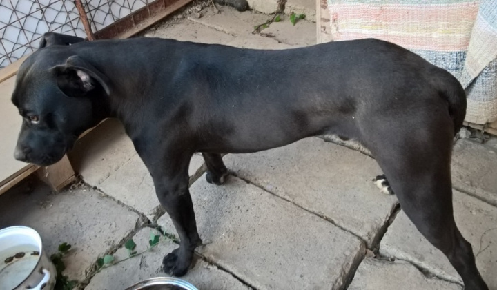 3. fotografia fotogalérie Psia karanténa / Našlo sa čierne šteňa