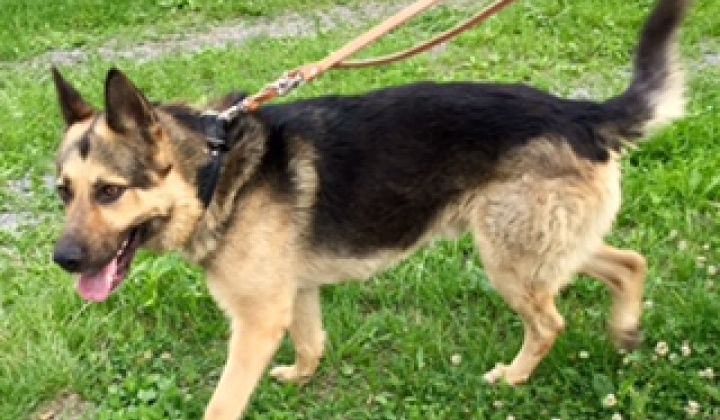 1. fotografia fotogalérie Psia karanténa / Našiel sa nemecký ovčiak