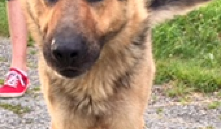 2. fotografia fotogalérie Psia karanténa / Našiel sa nemecký ovčiak