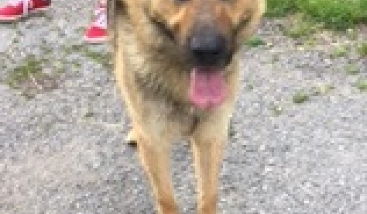 3. fotografia fotogalérie Psia karanténa / Našiel sa nemecký ovčiak