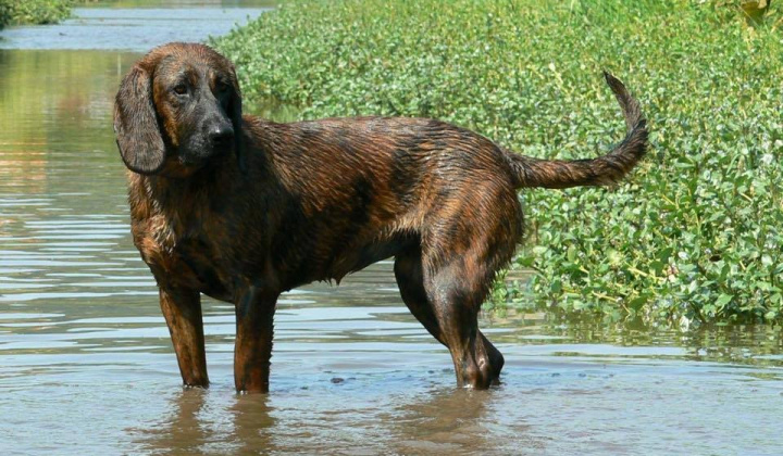 1. fotografia fotogalérie Psia karanténa / Zabehnuté sučky