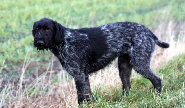 2. fotografia fotogalérie Psia karanténa / Zabehnuté sučky