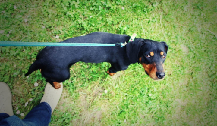 1. fotografia fotogalérie Psia karanténa / Fenka kopova