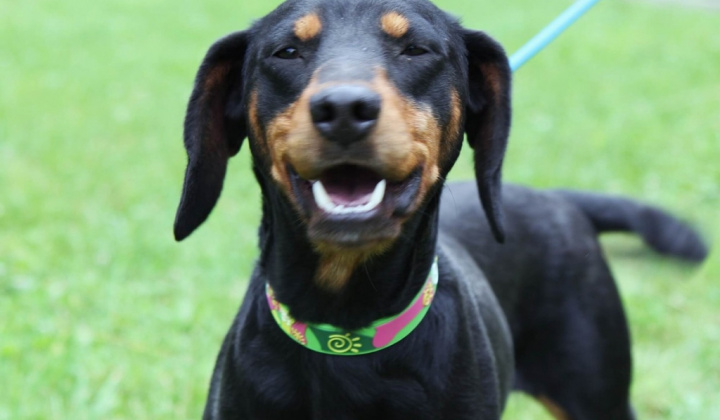 2. fotografia fotogalérie Psia karanténa / Fenka kopova