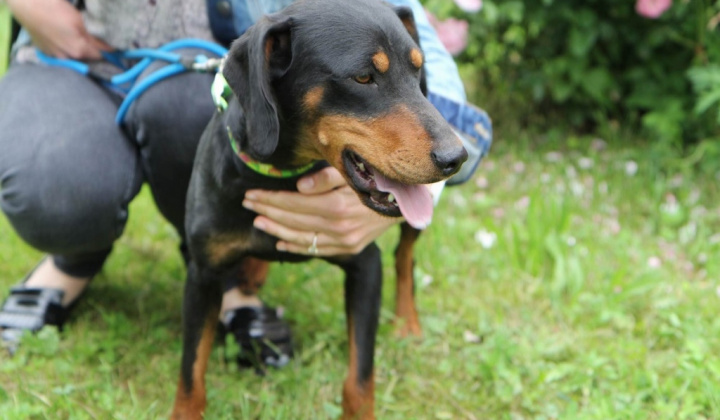 3. fotografia fotogalérie Psia karanténa / Fenka kopova