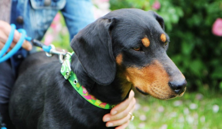 4. fotografia fotogalérie Psia karanténa / Fenka kopova