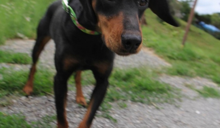 5. fotografia fotogalérie Psia karanténa / Fenka kopova