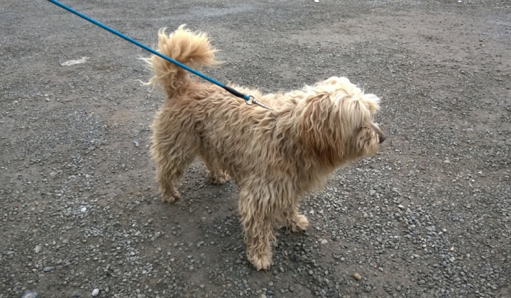 1. fotografia fotogalérie Psia karanténa / Huňáč