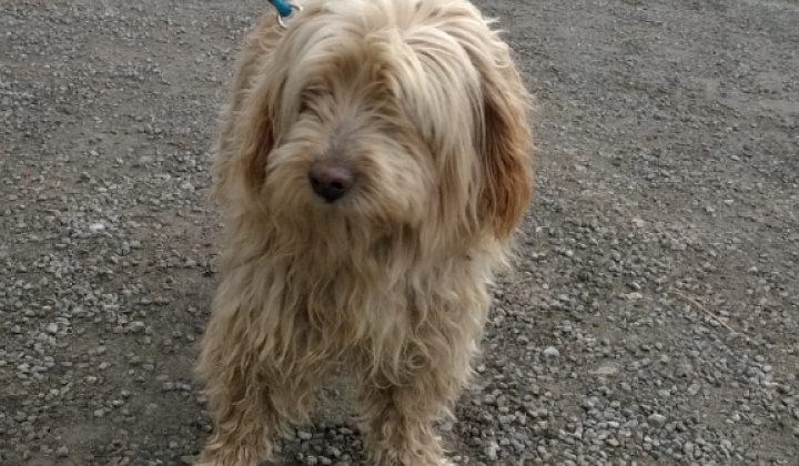 2. fotografia fotogalérie Psia karanténa / Huňáč