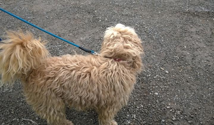 3. fotografia fotogalérie Psia karanténa / Huňáč