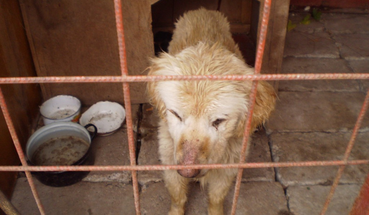 1. fotografia fotogalérie Psia karanténa / Čuvač