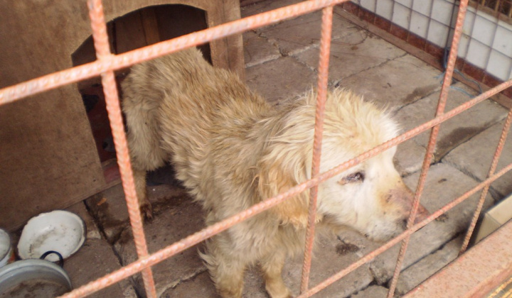 2. fotografia fotogalérie Psia karanténa / Čuvač