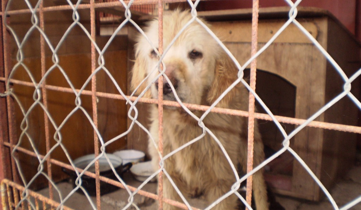 3. fotografia fotogalérie Psia karanténa / Čuvač